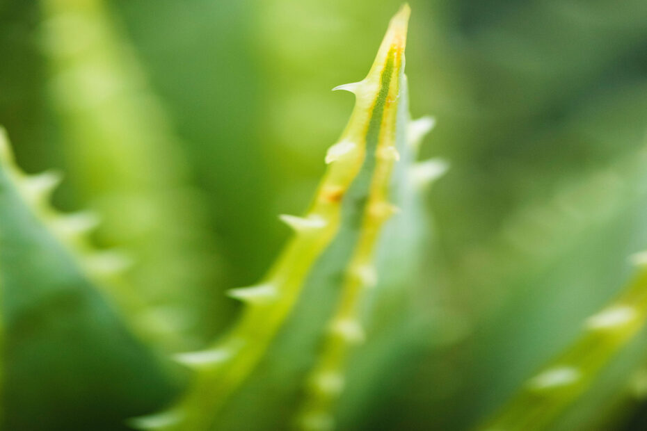 piante che purificano l'aria