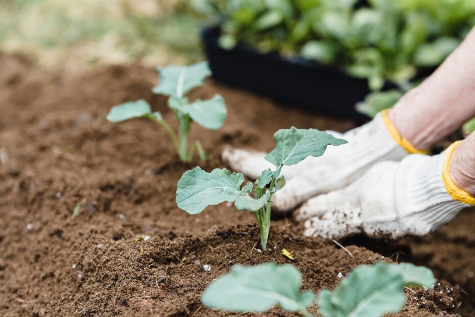 curare il giardino a novembre