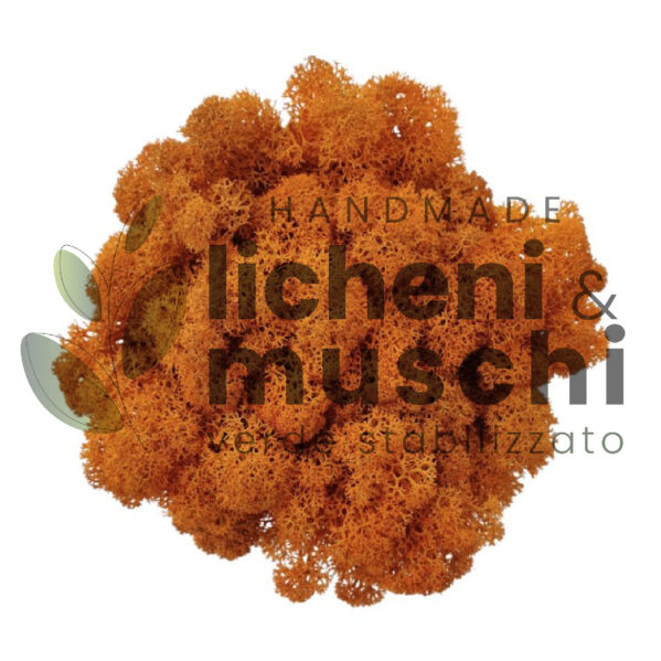 Muschio stabilizzato- lichene - Arancione