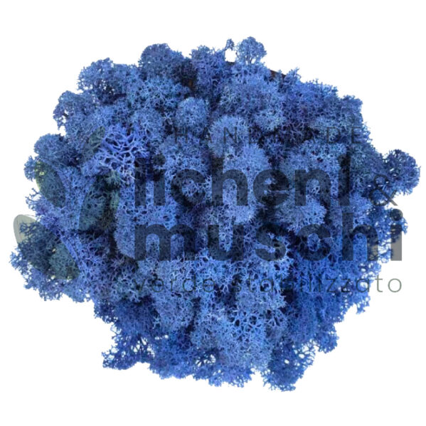 Muschio stabilizzato- lichene - Blu