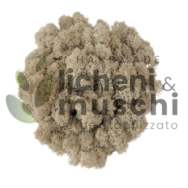 Muschio stabilizzato- lichene - Naturale