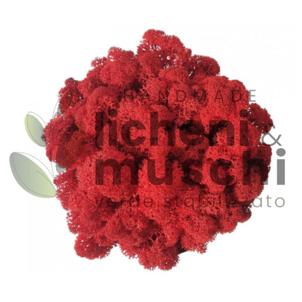 Muschio stabilizzato- lichene - Rosso