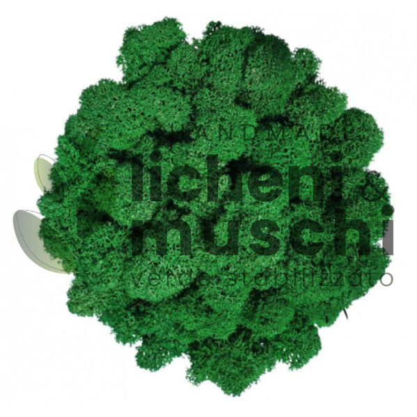 Muschio stabilizzato- lichene - Verde Foglia