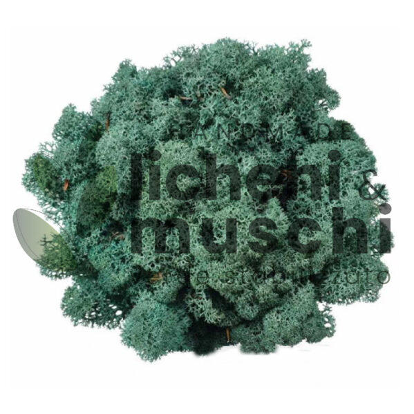 Muschio stabilizzato- lichene - Verde Menta